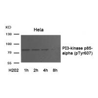 PI3-kinase p85- alpha (Phospho-Tyr607) Antibody