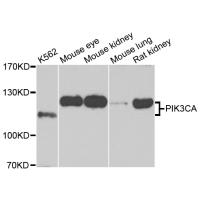 PIK3CA antibody