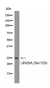 LIN28A (Phospho-Ser120) Antibody