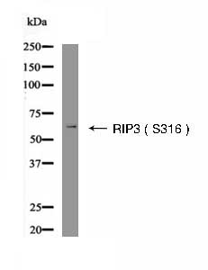 RIP3 (Phospho- Ser316 ) Antibody
