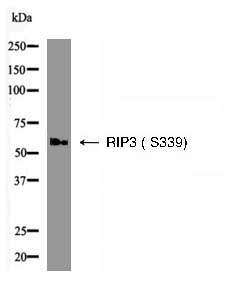 RIP3 (Phospho- Ser339) Antibody