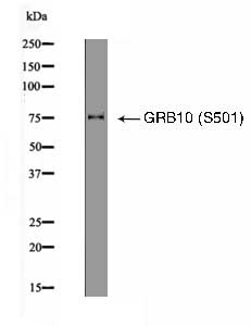 GRB10 (Phospho-Ser501) Antibody