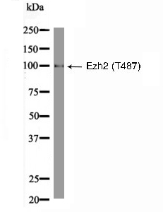 Ezh2 (Phospho-Thr487) Antibody