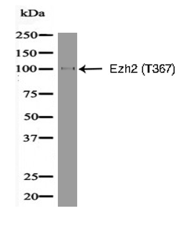 Ezh2 (Phospho-Thr367) Antibody