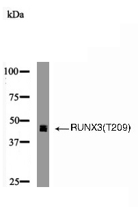RUNX3(Phospho-Thr209) Antibody