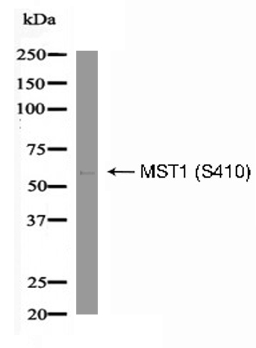 MST1 (Phospho-Ser410) Antibody