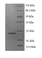 Recombinant Human Fractalkine(CX3CL1),partial