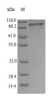 Recombinant Human Heterogeneous nuclear ribonucleoprotein M(HNRNPM)
