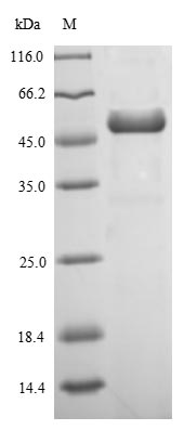 Recombinant Staphylococcus aureus Enterotoxin type B(entB),partial