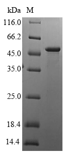 Recombinant Human HLA class I histocompatibility antigen, alpha chain G protein(HLAG),partial