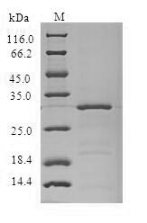 Recombinant Rat Natriuretic peptides B(NPPB),partial