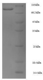 Recombinant Mouse Heat shock 70 kDa protein 1B(Hspa1b)