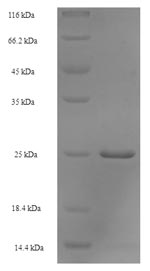 Recombinant Escherichia coli Peptidyl-tRNA hydrolase(pth)