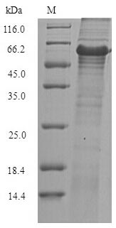 Recombinant Geobacillus stearothermophilus Glycerol-1-phosphate dehydrogenase [NAD(P)+](egsA)