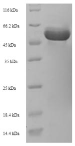 Recombinant Rhizobium meliloti UDP-glucuronate 5'-epimerase(lspL)