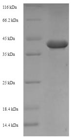 Recombinant Arachis hypogaea Allergen Ara h 1, clone P17,partial