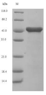 Recombinant Arabidopsis thaliana Cystathionine beta-lyase, chloroplastic (At3g57050)