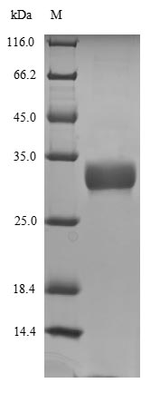 Recombinant Dog Minor allergen Can f 2
