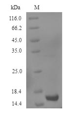 Recombinant Human Growth/differentiation factor 2(GDF2)