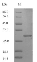 Recombinant Staphylococcus aureus ATP-dependent Clp protease ATP-binding subunit ClpC(clpC) ,partial