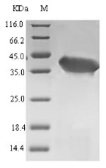 Recombinant Laribacter hongkongensis Orotate phosphoribosyltransferase(pyrE)