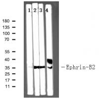 Ephrin-B2(Ab-330) Antibody