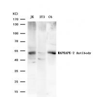 MAPKAPK-2(Ab-334) Antibody