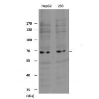 SHP-1(Ab-536) Antibody