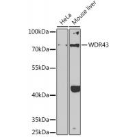 WDR43 Rabbit Polyclonal Antibody